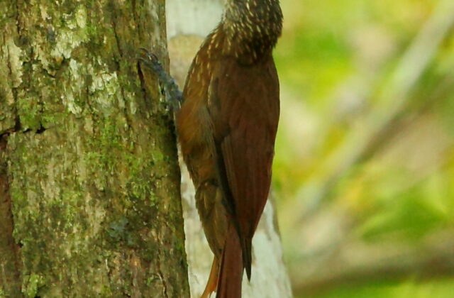 Zimmer’s Woodcreeper