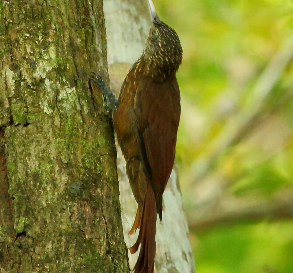 Zimmer’s Woodcreeper