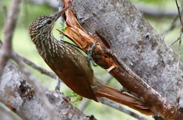 Straight-billed Woodcreeper