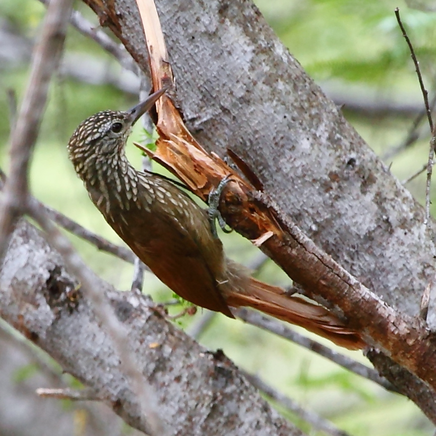 Straight-billed Woodcreeper