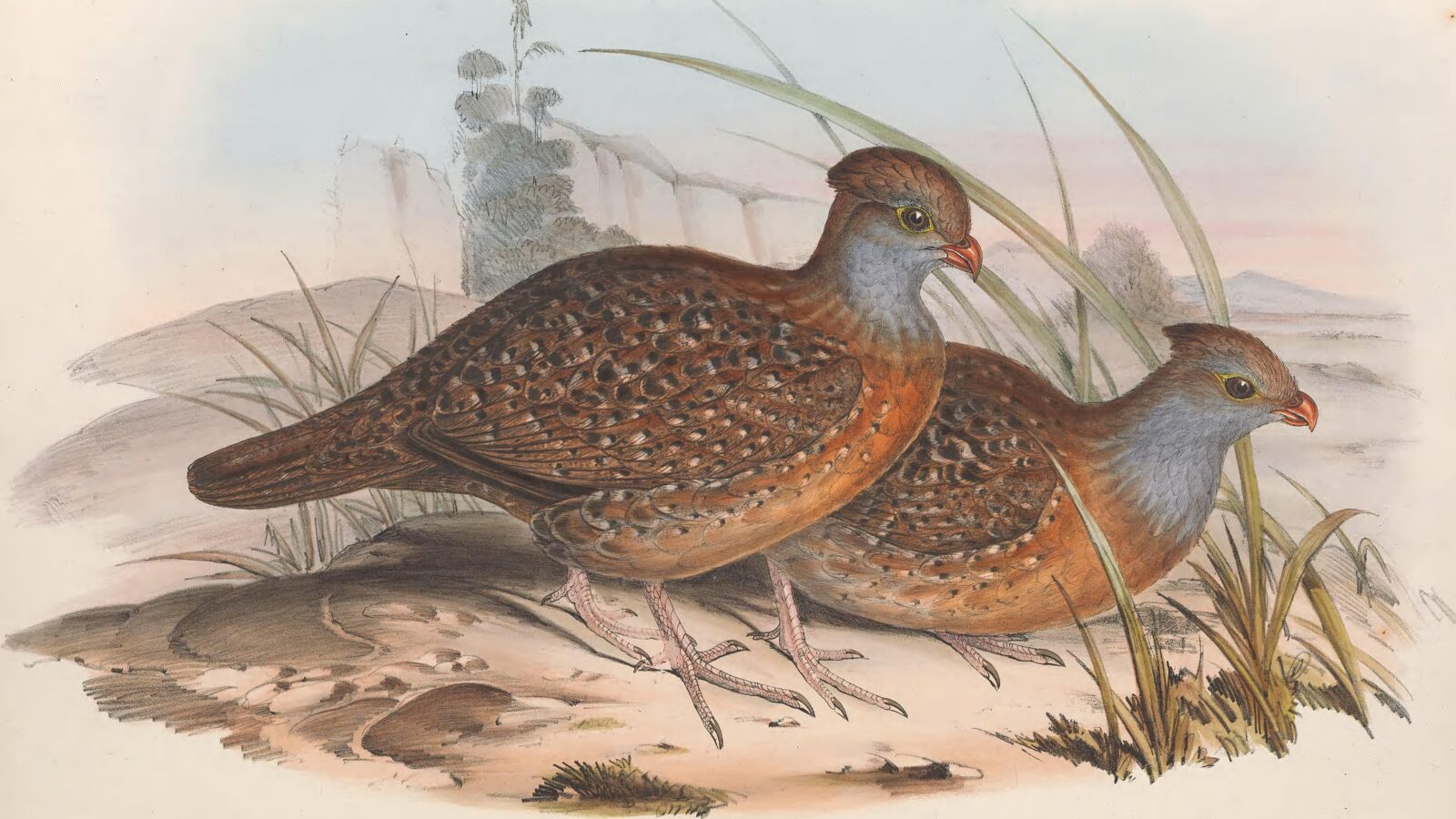 Bearded Wood Partridge