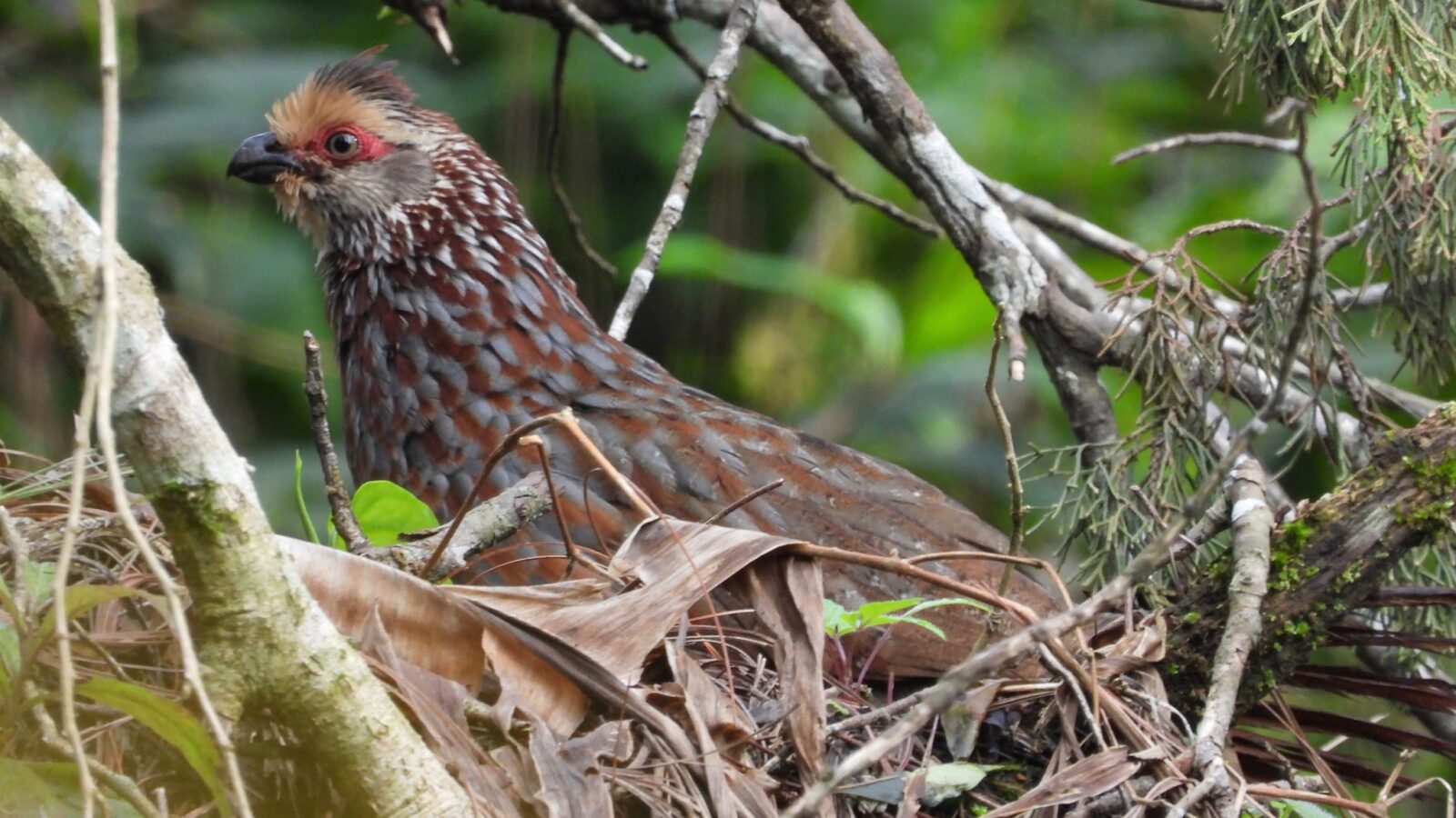 Buffy-crowned Wood Partridge