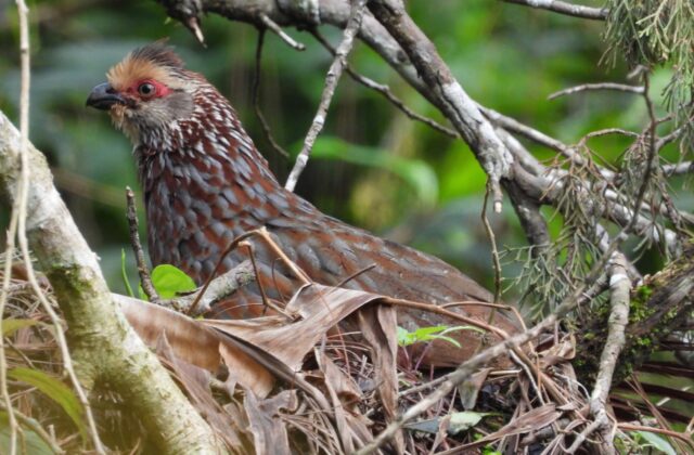 Buffy-crowned Wood Partridge