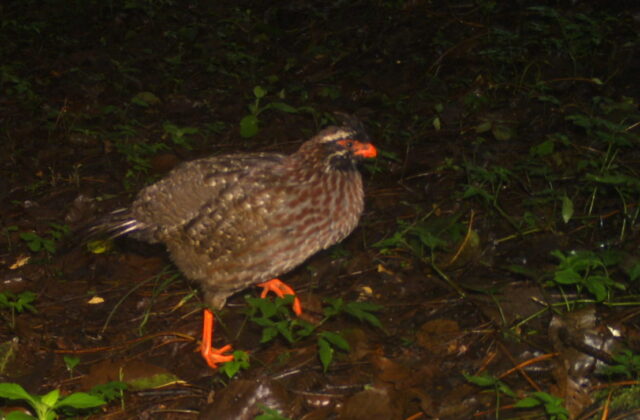 Long-tailed Wood Partridge