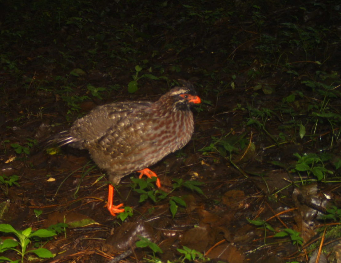 Long-tailed Wood Partridge