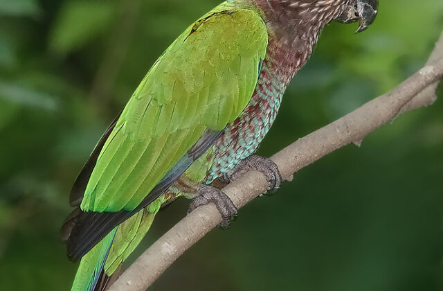 Red-fan Parrot