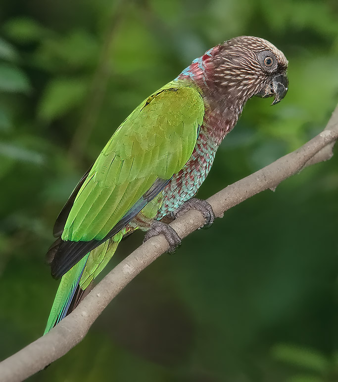 Red-fan Parrot
