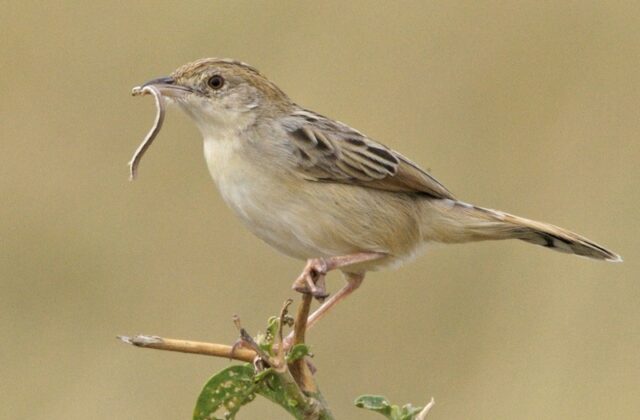 Desert Cisticola