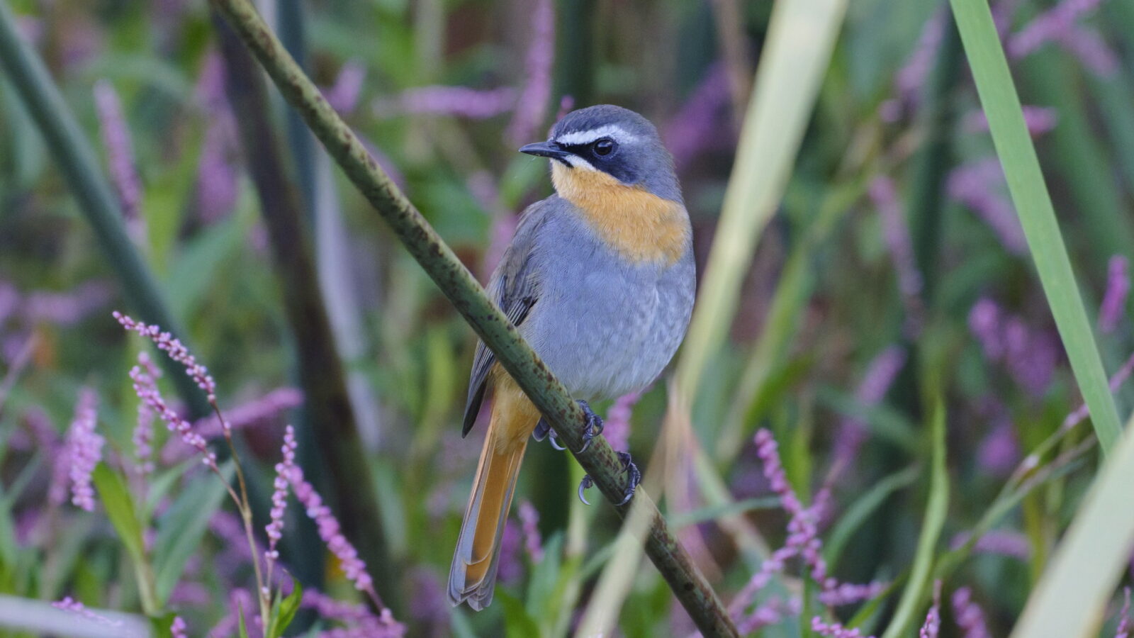 Cape Robin-Chat