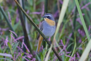 Cape Robin-Chat