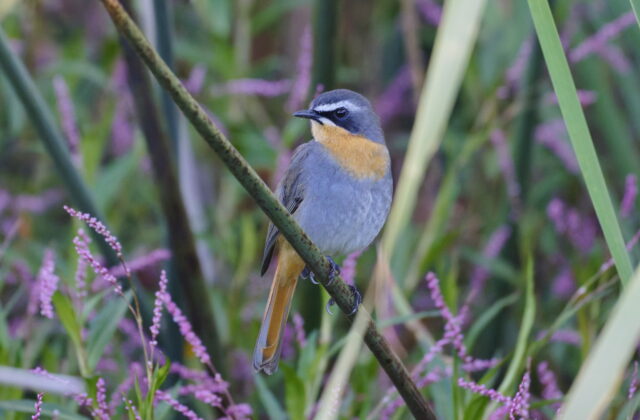 Cape Robin-Chat