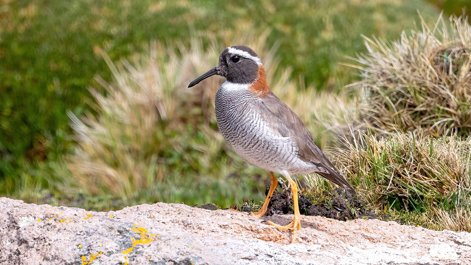 Diademed Sandpiper-Plover