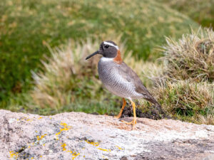Diademed Sandpiper-Plover