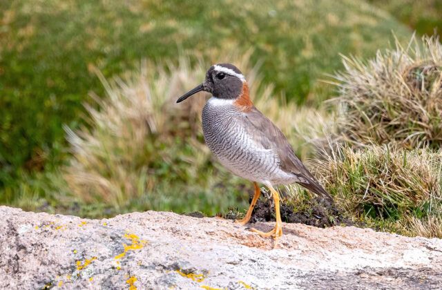 Diademed Sandpiper-Plover