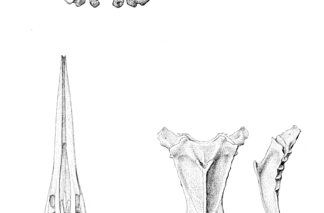 Hawkins’s Rail
