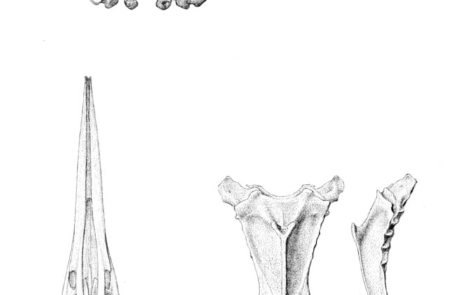 Hawkins’s Rail