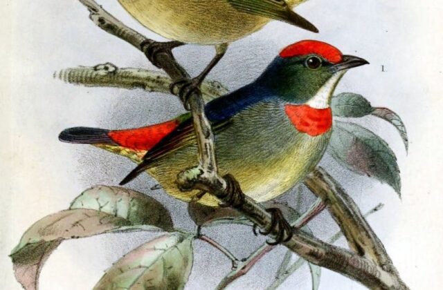 Red-capped Flowerpecker