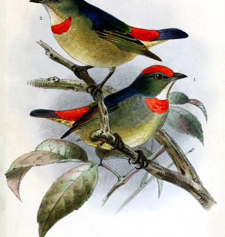 Red-capped Flowerpecker