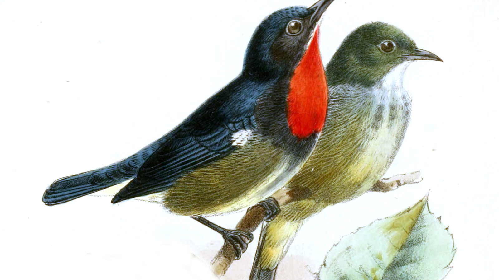 Black-sided Flowerpecker