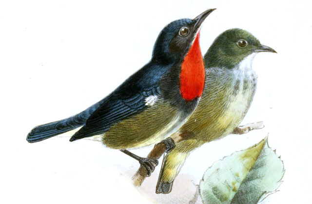 Black-sided Flowerpecker