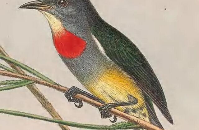 Midget Flowerpecker
