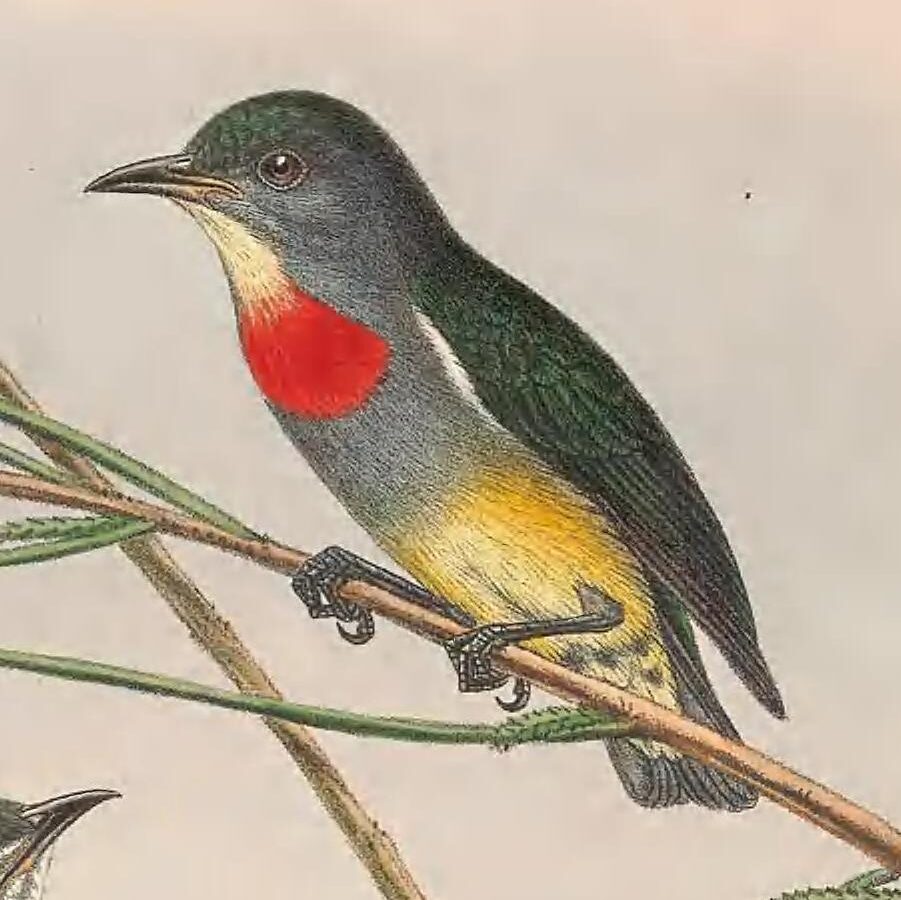 Midget Flowerpecker