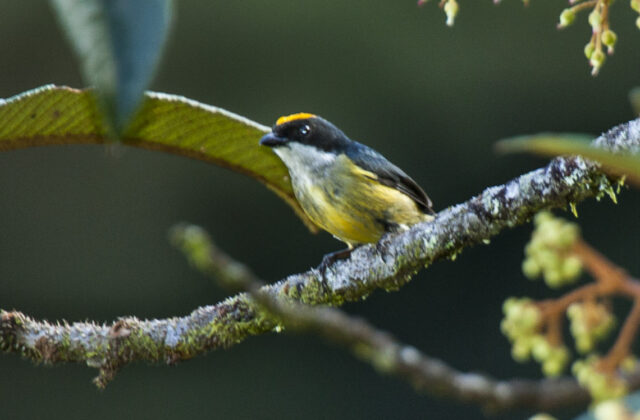 Yellow-crowned Flowerpecker