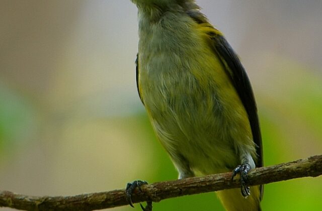 Yellow-sided Flowerpecker