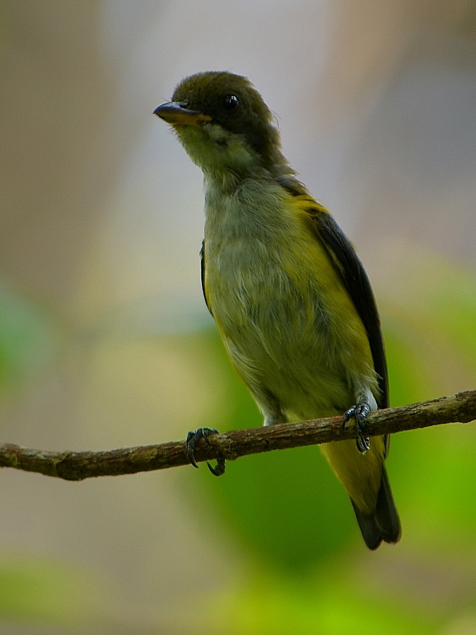 Yellow-sided Flowerpecker