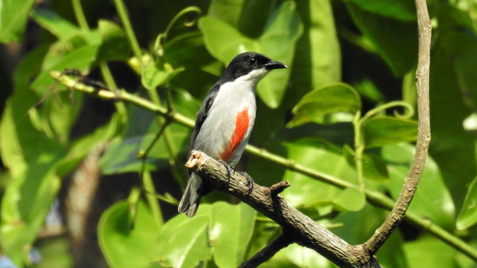 Red-keeled Flowerpecker