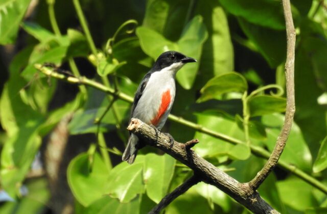 Red-keeled Flowerpecker