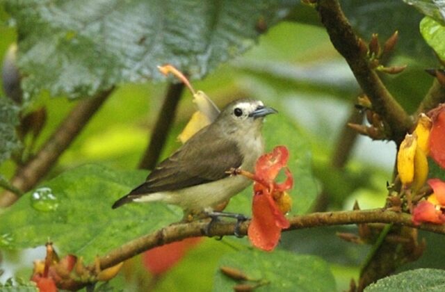Nilgiri Flowerpecker