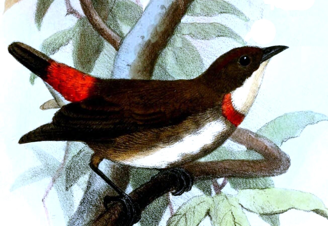 Red-banded Flowerpecker