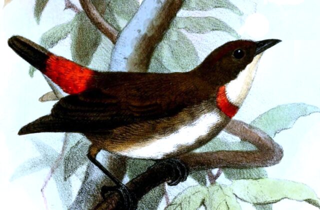 Red-banded Flowerpecker