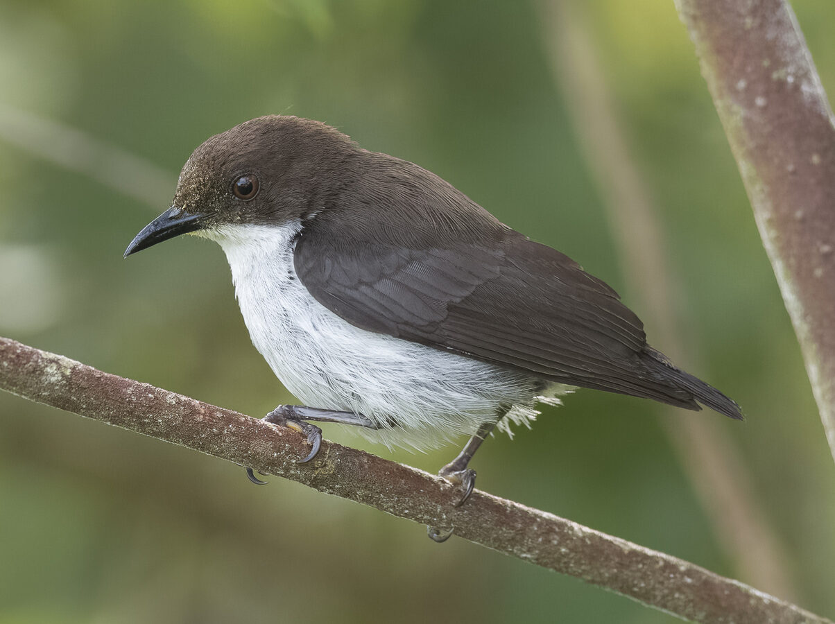 Buzzing Flowerpecker