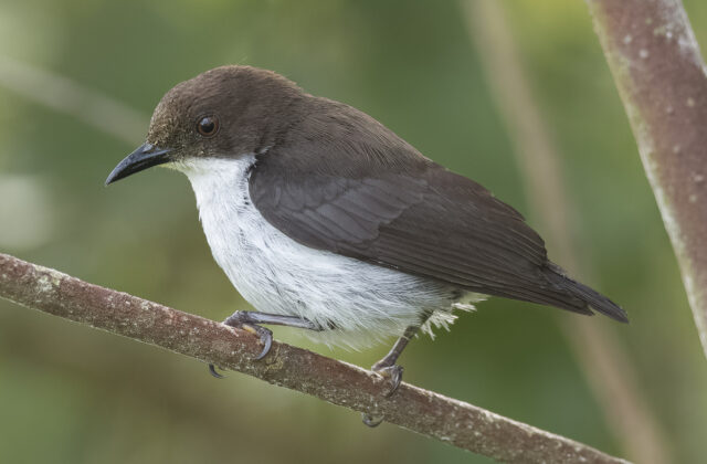 Buzzing Flowerpecker
