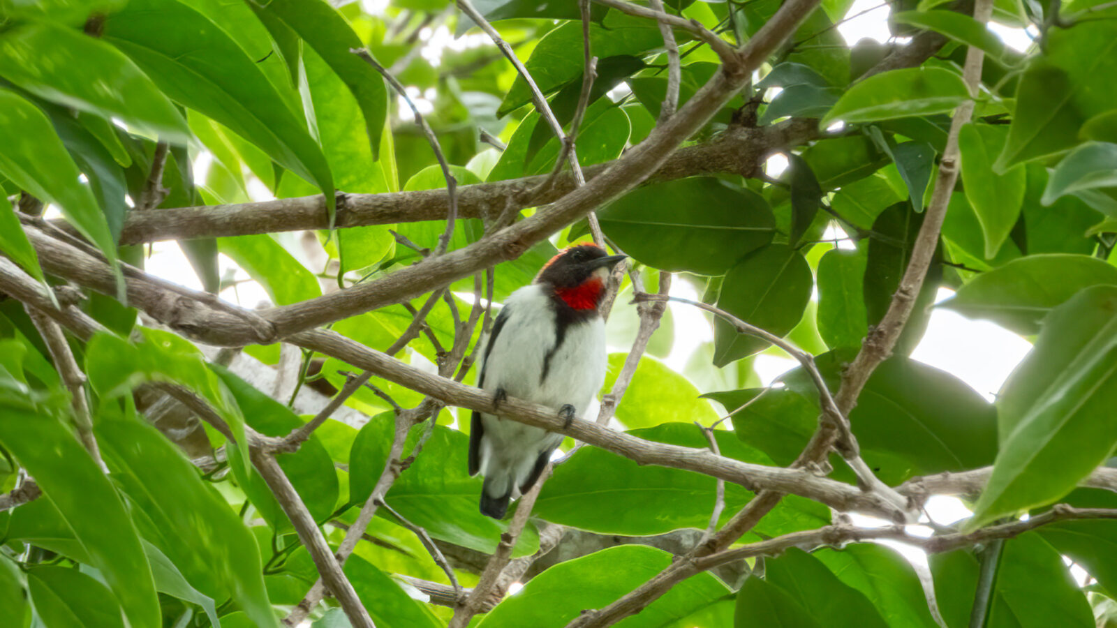 Black-fronted Flowerpecker