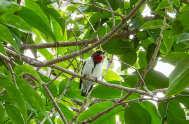 Black-fronted Flowerpecker