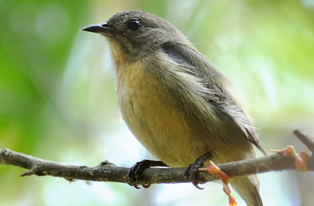 Plain Flowerpecker