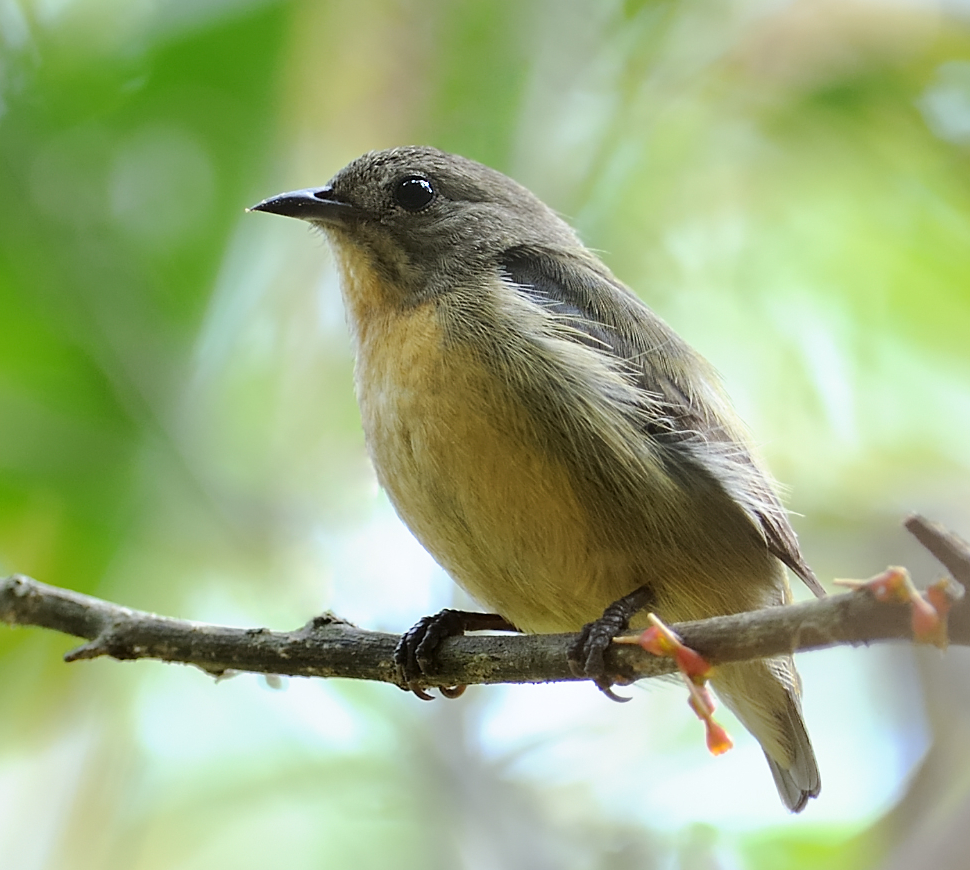 Plain Flowerpecker