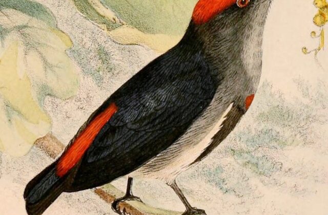 Crimson-crowned Flowerpecker
