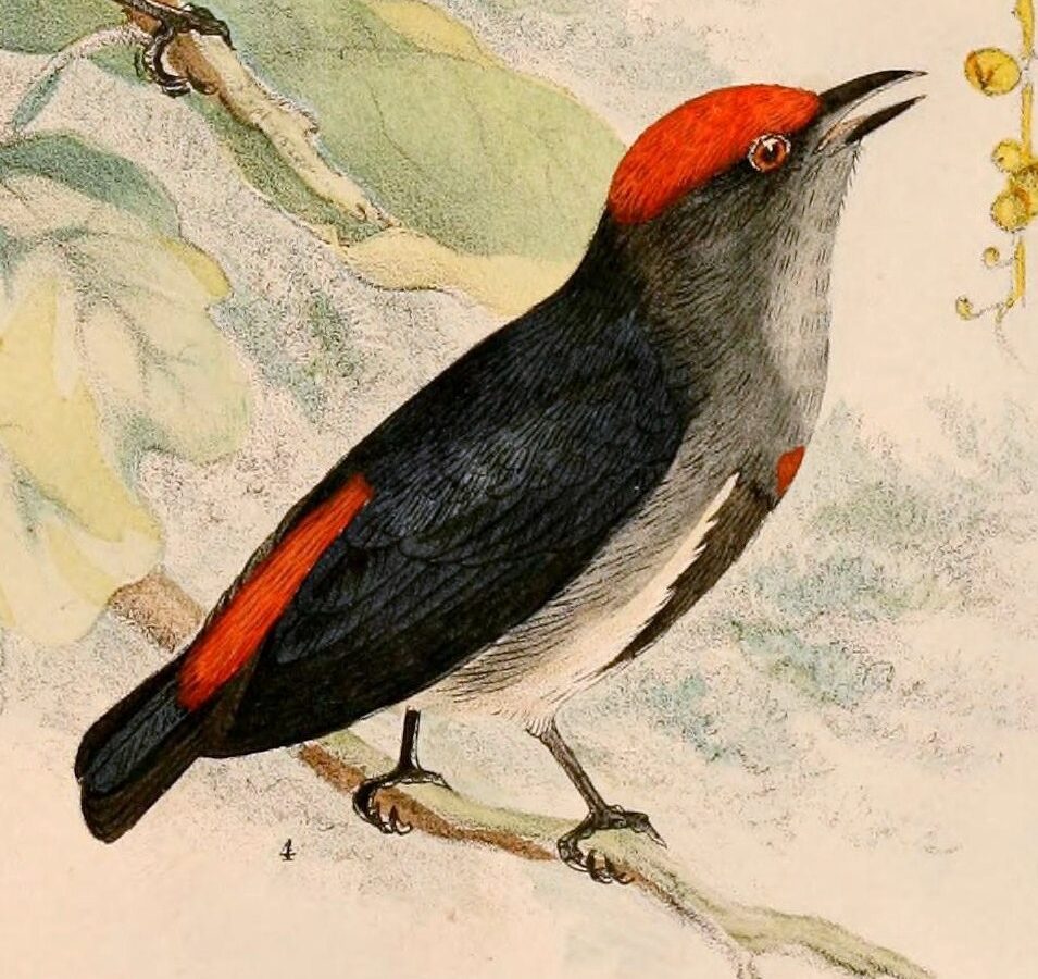 Crimson-crowned Flowerpecker
