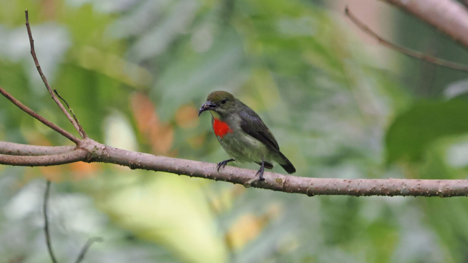 Olive-crowned Flowerpecker
