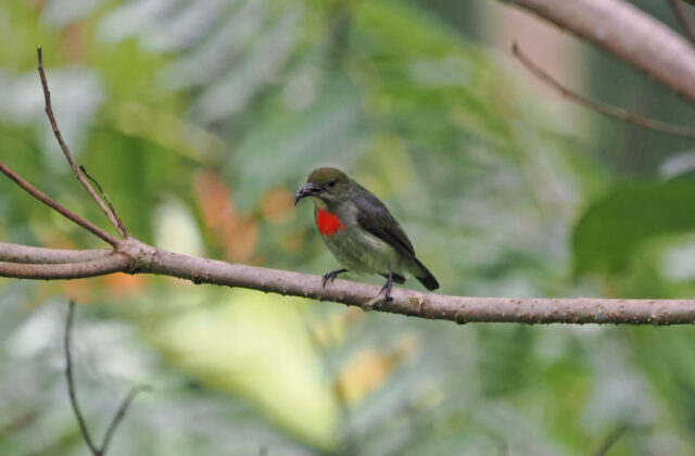 Olive-crowned Flowerpecker