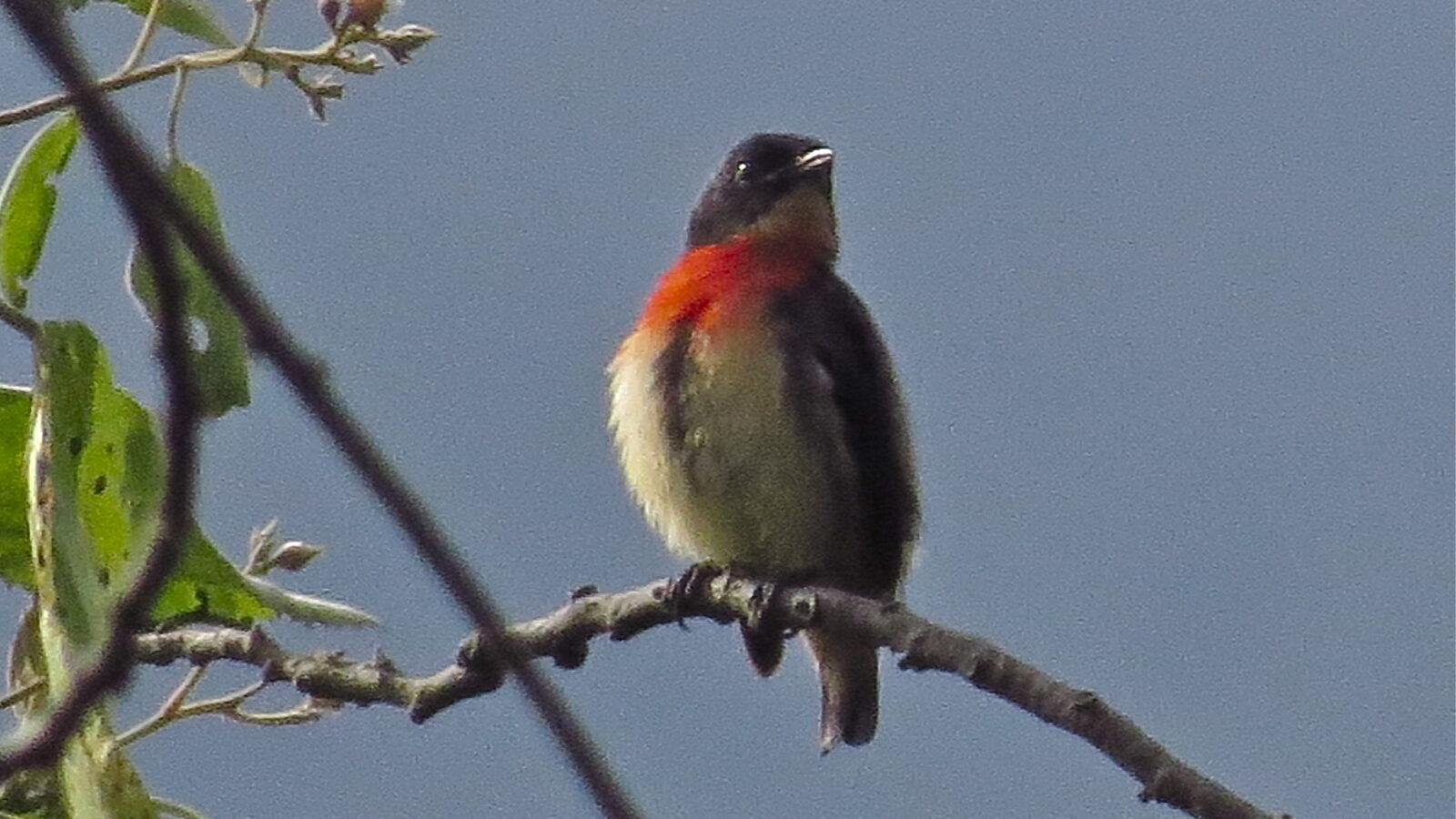 Flores Flowerpecker
