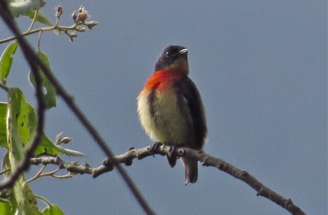 Flores Flowerpecker