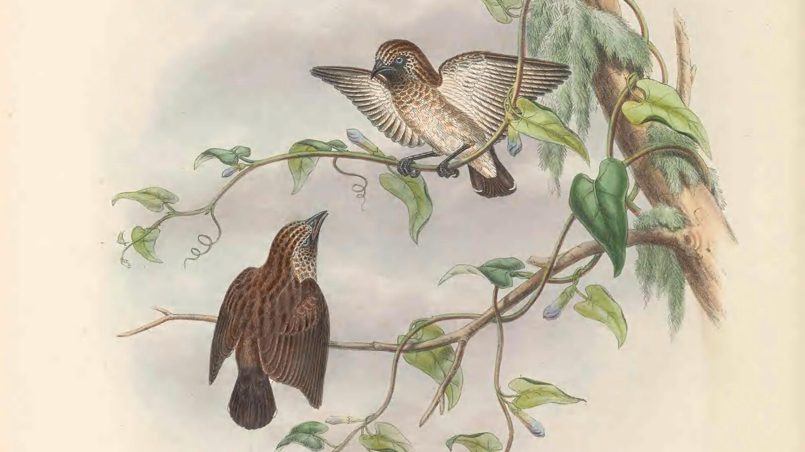 Mottled Flowerpecker