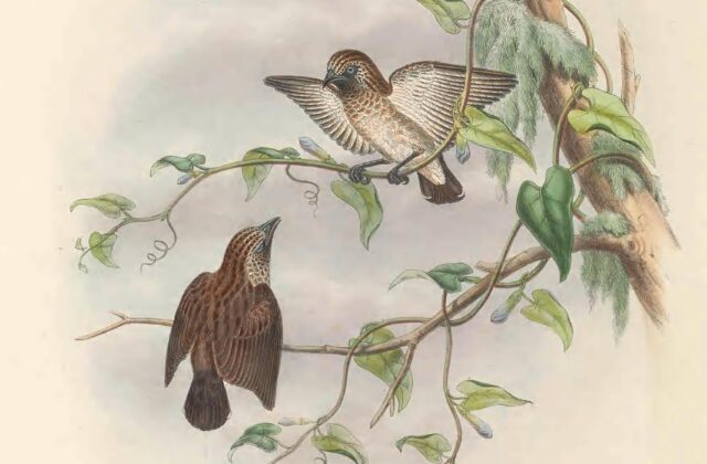 Mottled Flowerpecker
