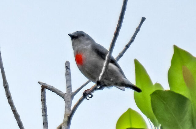 Ashy Flowerpecker