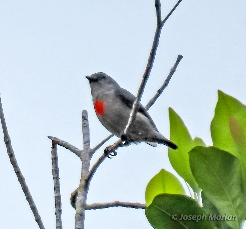 Ashy Flowerpecker